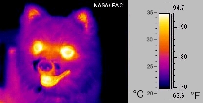 An image of a dog taken with an infrared camera