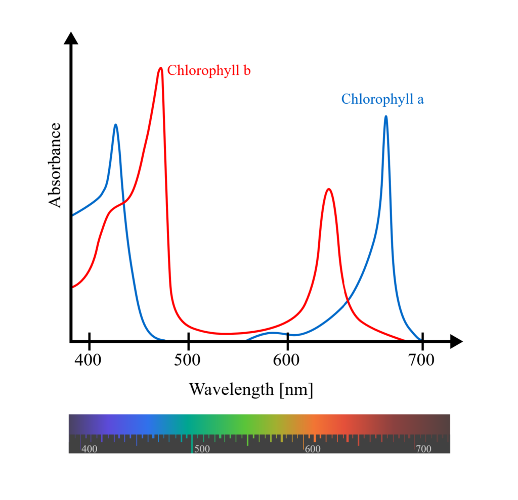 A graph showing the absorption spectra of chlorophyll a and b