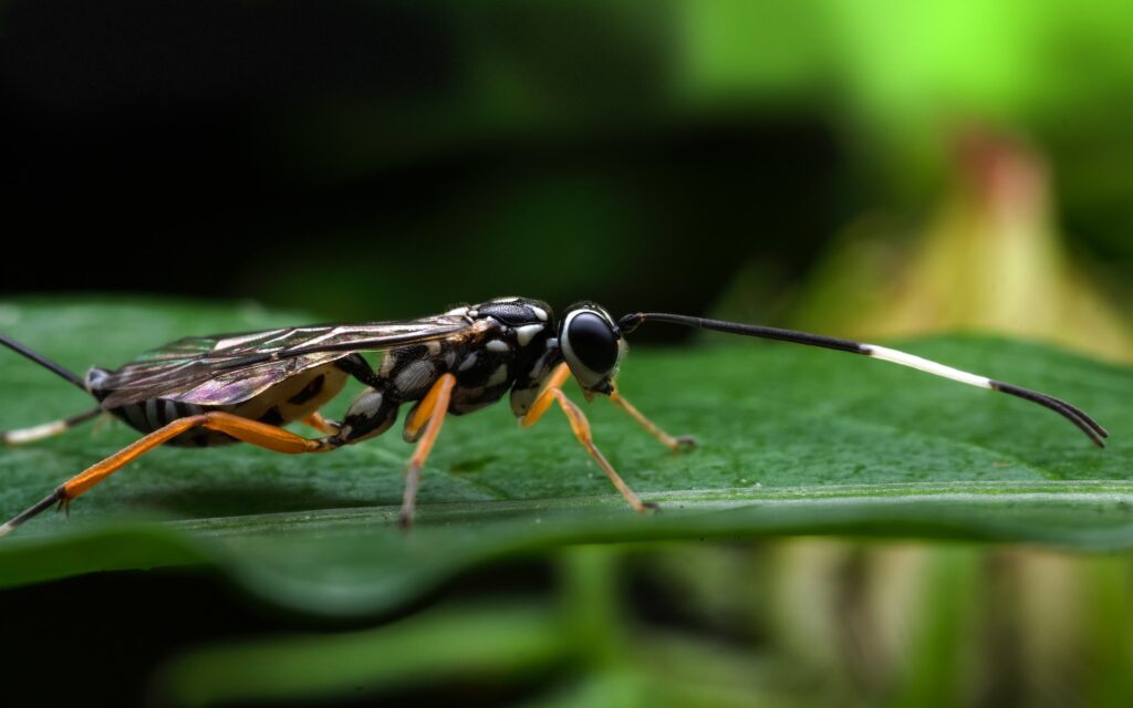 A parasitoid wasp