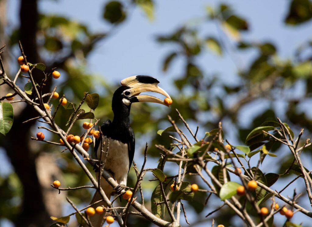 A photo showing a hornbill bird eating a fig in a fig tree