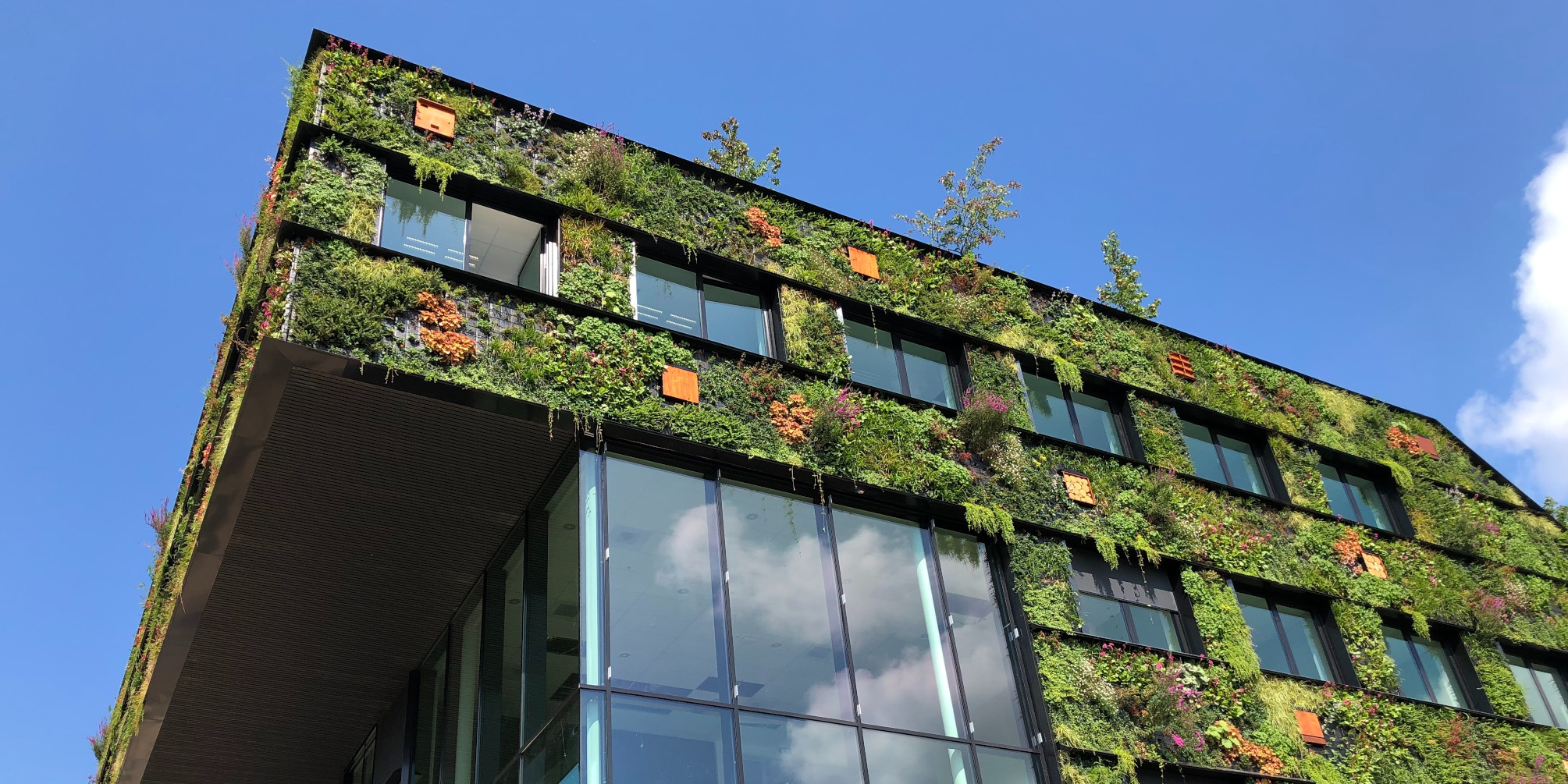 Is wood the future for greener buildings?
