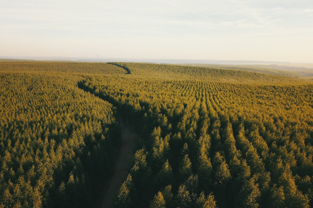 A photo of a eucalyptus plantation in Brazil